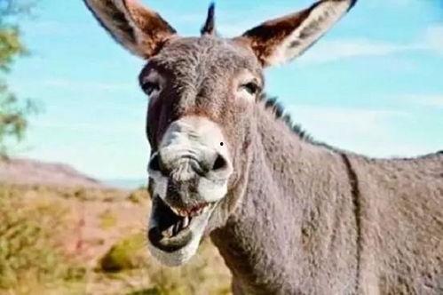 大驴爆料大哥是谁呀视频,大哥的真实身份大揭秘！