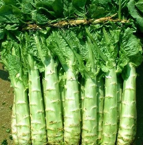 原神莴苣妈妈爆料视频在哪看