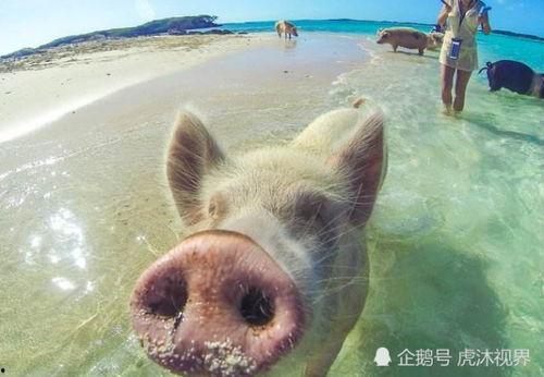 幸福的猪的爆料视频,揭秘猪圈里的幸福时光