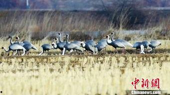 白枕鹤被爆料的视频大全,揭秘其生活习性及珍贵瞬间