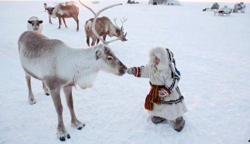 网红驯鹿吃瓜视频播放,动物界的“吃瓜群众”